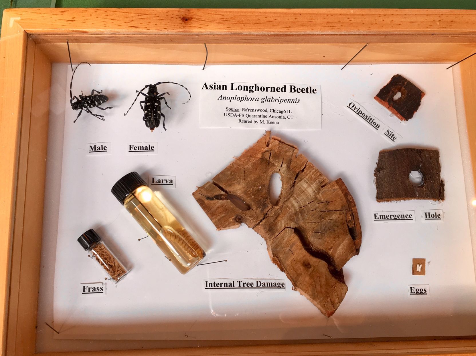 Asian longhorned beetle